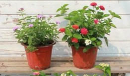 魔味鸭最新爆料消息视频,独家视频揭秘神秘制作过程